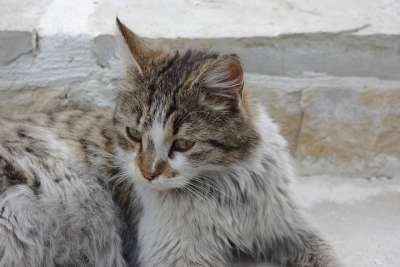 猫 家畜 动物 家猫 眼睛 小猫 肖像 爱 猫眼 毛皮