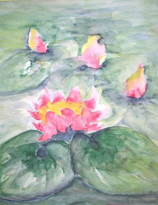 睡莲 湖 池塘 花 开花 绘画 图片 艺术 作画 染 艺术的