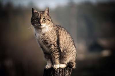 猫 宠物 动物 国内的 猫科动物 哺乳动物 特写