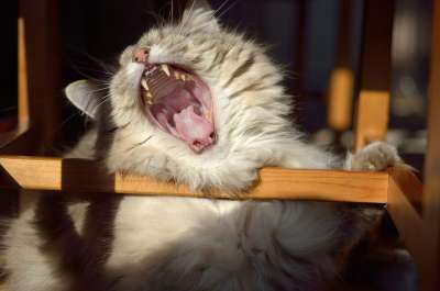 猫 乐趣 打哈欠 小憩 鞑靼 午休