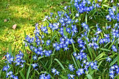 雪的荣耀 Chionodoxa 花 蒜头 多年生 春天的花朵 春天