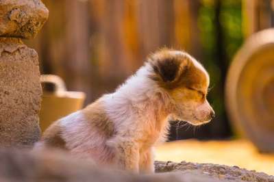 狗 小狗 睡眠 宠物 动物 年轻的狗 国内的 犬类 哺乳动物