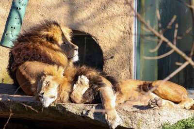 狮子 捕食者 野生动物 危险的 大猫 食肉动物 猫 自然 野猫