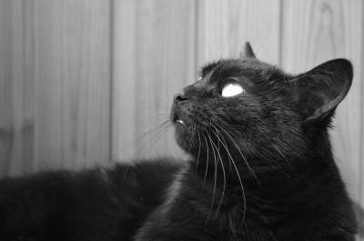 猫 黑猫 沉思 宠物 喜欢猫的人 黑色的 动物 猫的眼睛 特写