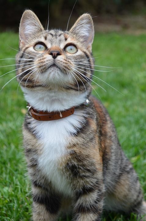 猫 动物 哺乳动物 可爱 小猫