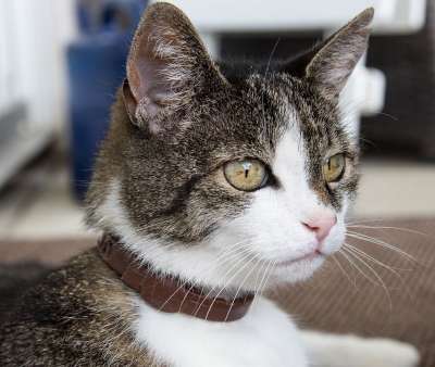 猫 动物 哺乳动物 家猫