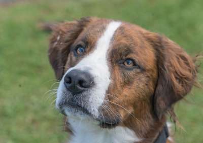 狗 脸 肖像 宠物 动物 史宾格犬 棕色 哺乳动物 国内的