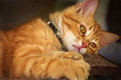 猫 肖像 毛皮 眼睛 宠物 动物 可爱的 自然