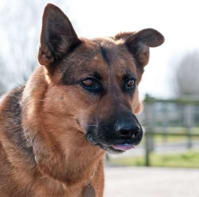 狗 德国牧羊犬 头 家畜