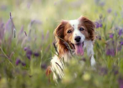 狗 宠物 草地 动物 家犬 犬类 哺乳动物 可爱的 原野 户外