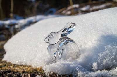 复活节 兔子 玻璃 雪 复活节兔子 森林 树干 寒冷的 自然