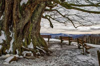 冬天 树 长凳 这棵老树 分行 树枝 光秃秃的树 雪 下雪的
