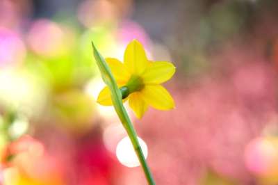 水仙花 花 黄色花 花瓣 黄色花瓣 开花 花园 自然 散景