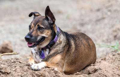 狗 牧羊犬 水鬼交叉 汤斯维尔和救援犬 家庭宠物 棕色的交叉