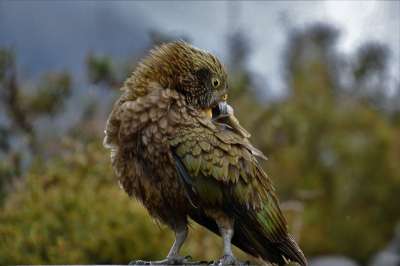 Kea 鸟 动物 山鹦鹉 野生动物 羽毛 自然 观鸟 新西兰