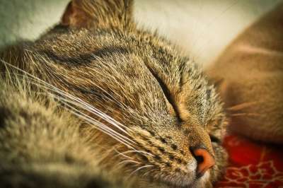 猫 动物 家畜 自然 肖像 睡觉 甜 亲爱的 平静的 舒适