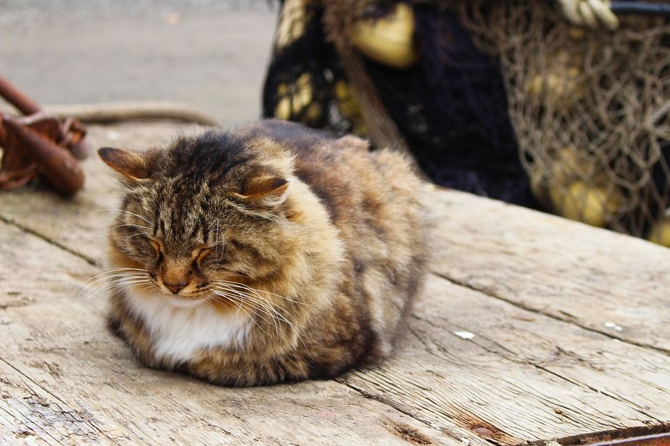 猫, 睡眠, 户外的, 轻松, 舒适, 可爱的, 棕色的睡眠, 棕色的放松