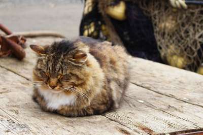 猫 睡眠 户外的 轻松 舒适 可爱的 棕色的睡眠 棕色的放松