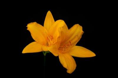 高清壁纸 花朵 百合花 黄花菜 橙花 花瓣 芽 园林花卉