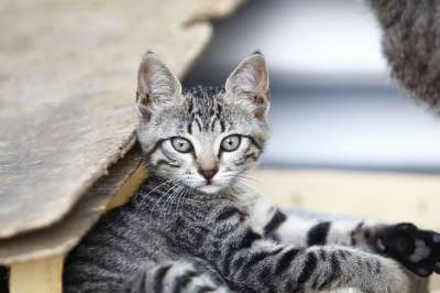 猫 小猫 虎斑猫 灰色虎斑猫 年轻的猫 国内的猫 可爱猫咪 动物