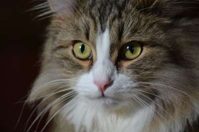 猫 美丽的猫 眼睛 动物 宠物 脸 棕色猫 棕色的动物