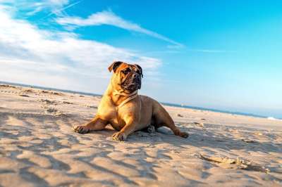 斗牛犬 狗 肖像 Continentel斗牛犬 湖 海 阳光明媚
