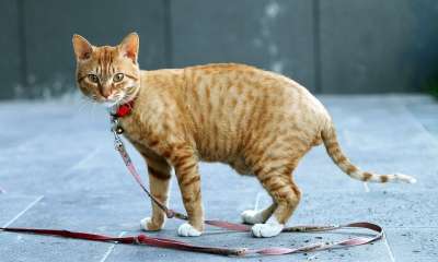 猫 可爱的 黄色 宠物 动物 蓝色的宠物