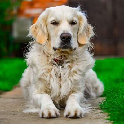 金毛猎犬 放松 肖像 狗 户外的 棕色的放松