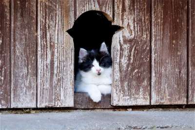 猫 小猫 家畜 可爱的 年轻 猫眼 厌倦 看法 外表