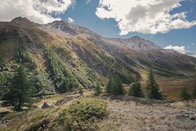 山 树木 森林 景观