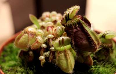 Nepethus 投手工厂巨大的热带投手 食肉 植物 异国情调