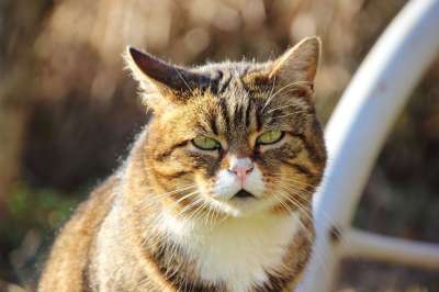 猫 肖像 关闭 动物 表达 猫脸 脸 逆光