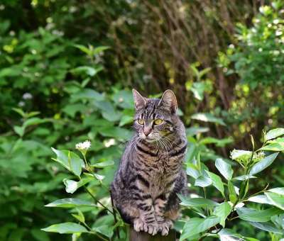 猫 坐 动物 家畜 家猫 自然 看法 哺乳动物 鲭鱼 栅栏