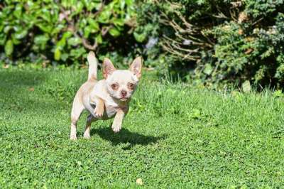 奇瓦瓦州 狗 跑步 播放 玩耍 宠物 动物 家犬 犬类