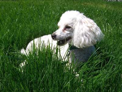狗 贵宾犬 犬类 宠物 小狗 品种 可爱的 纯种 国内的 朋友