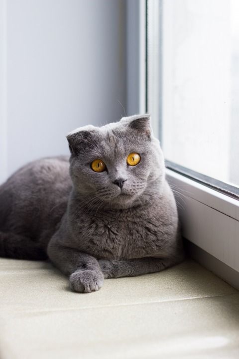 猫 窗户 窗台 动物 亲爱的 英国 折 宠物