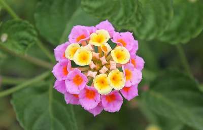 兰塔纳 双子叶植物开花 家庭的马鞭草科 部落 灌木 开花灌木