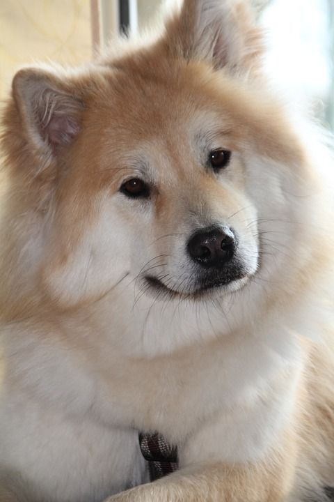 狗 欧亚大陆 家畜 动物 年轻 狗的头