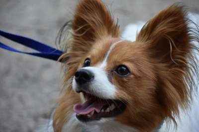 狗 宠物 乳头状 动物 小狗 犬类 小的