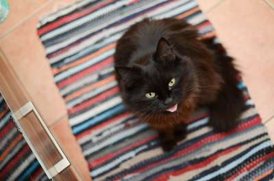 猫 家猫 达乔维茨 黑猫 一个整齐干净的猫 猫的眼睛 最喜欢的