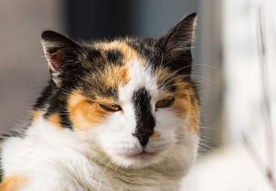 猫 哺乳动物 动物 野生动物 家畜 幸运猫 多彩多姿的 肖像