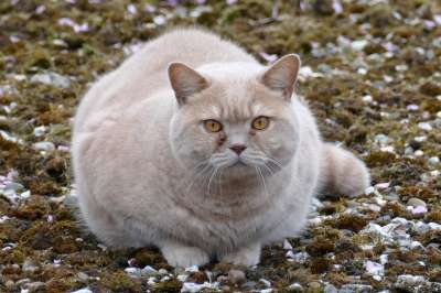 猫咪 宠物 动物区系 胖的 红色 红