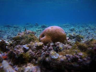 印度尼西亚 旅行 假期 海 水 水下 潜水 水下世界 湖 海洋
