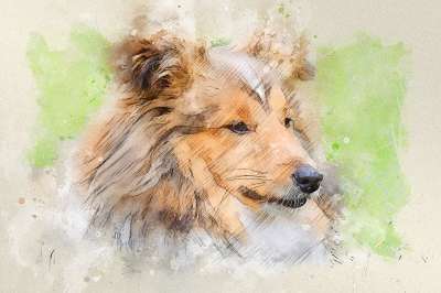狗 宠物 朋友 犬类 设得兰群岛牧羊犬 高野 动物 颜色的小鹿