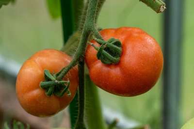 番茄 蔬菜 营养 健康 新鲜的 维生素 原材料 工厂 自然
