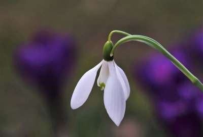 春天 觉醒 番红花 雪花莲 花园 早上 春天的花朵 春暖花开
