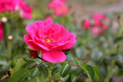 粉色 黑暗粉红色 玫瑰丛 花灌木 花园 园艺 花 植物 发光的