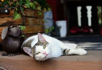 猫 前阳台 宠物 猫科动物 国内的猫 国内动物