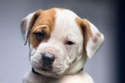 狗 小狗 动物 宠物 可爱的 犬类 年轻 甜的 蓝色的宠物
