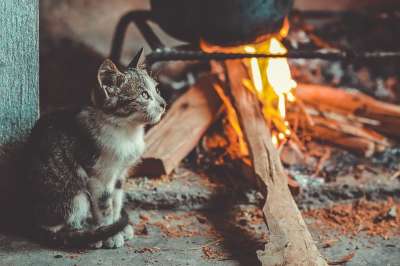 猫 炉子 农村 经典的